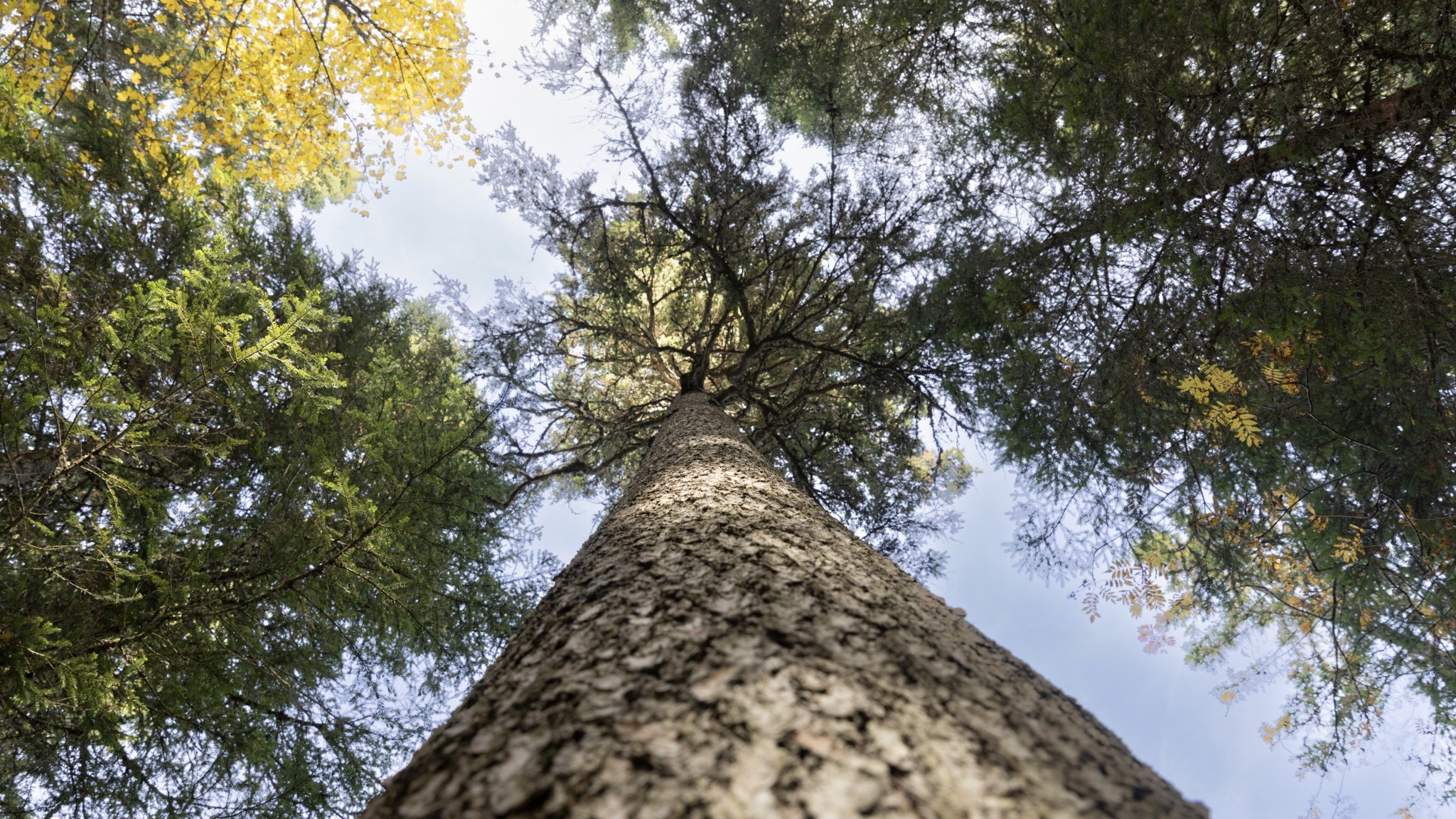 Bois de résonance © Odile Meylan/Tamedia